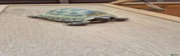 Hermann Tortoise reptiles for sale: 2 Male Hermann Tortoise in Workington - Advert 4