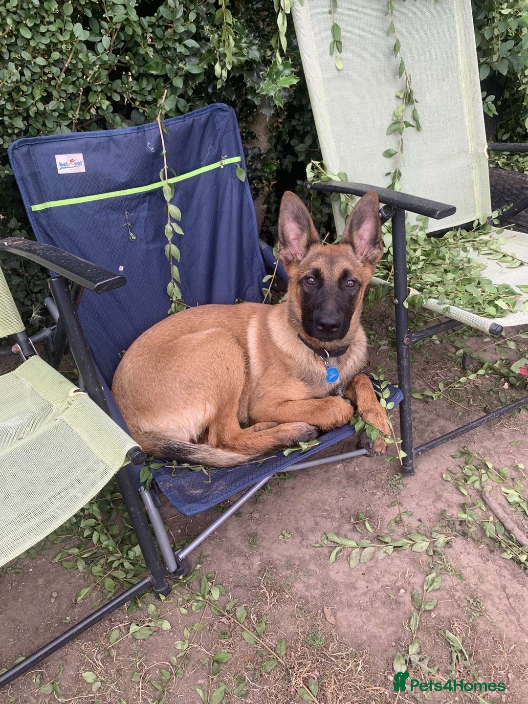 Belgian Shepherd Dog dogs for sale: Male  - Advert 5