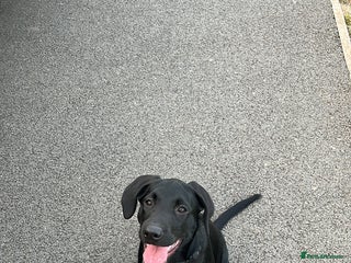 Labrador Retriever dogs Milo 6 month old back KC registered puppy - Advert 1