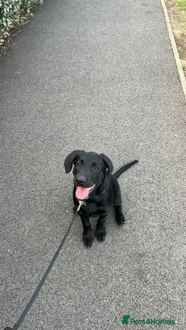 Labrador Retriever dogs Milo 6 month old back KC registered puppy - Advert 1