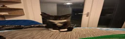 Mixed Breed cats for sale: Rehome, 1 year old in Burnley - Advert 6