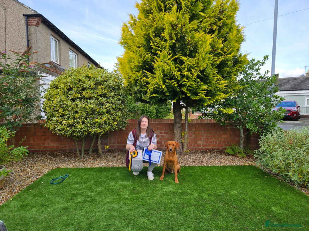 Labrador Retriever dogs for stud: Fox red working stud in Morpeth - Advert 7