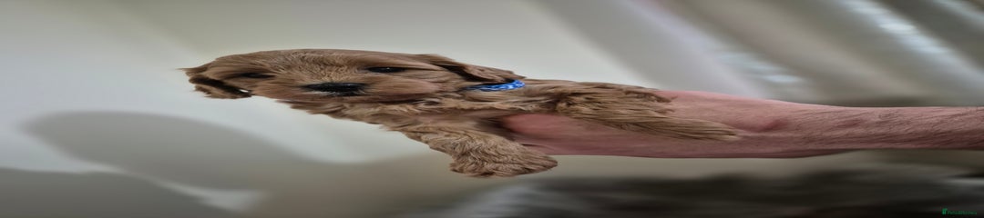 Cockapoo Puppy 3
