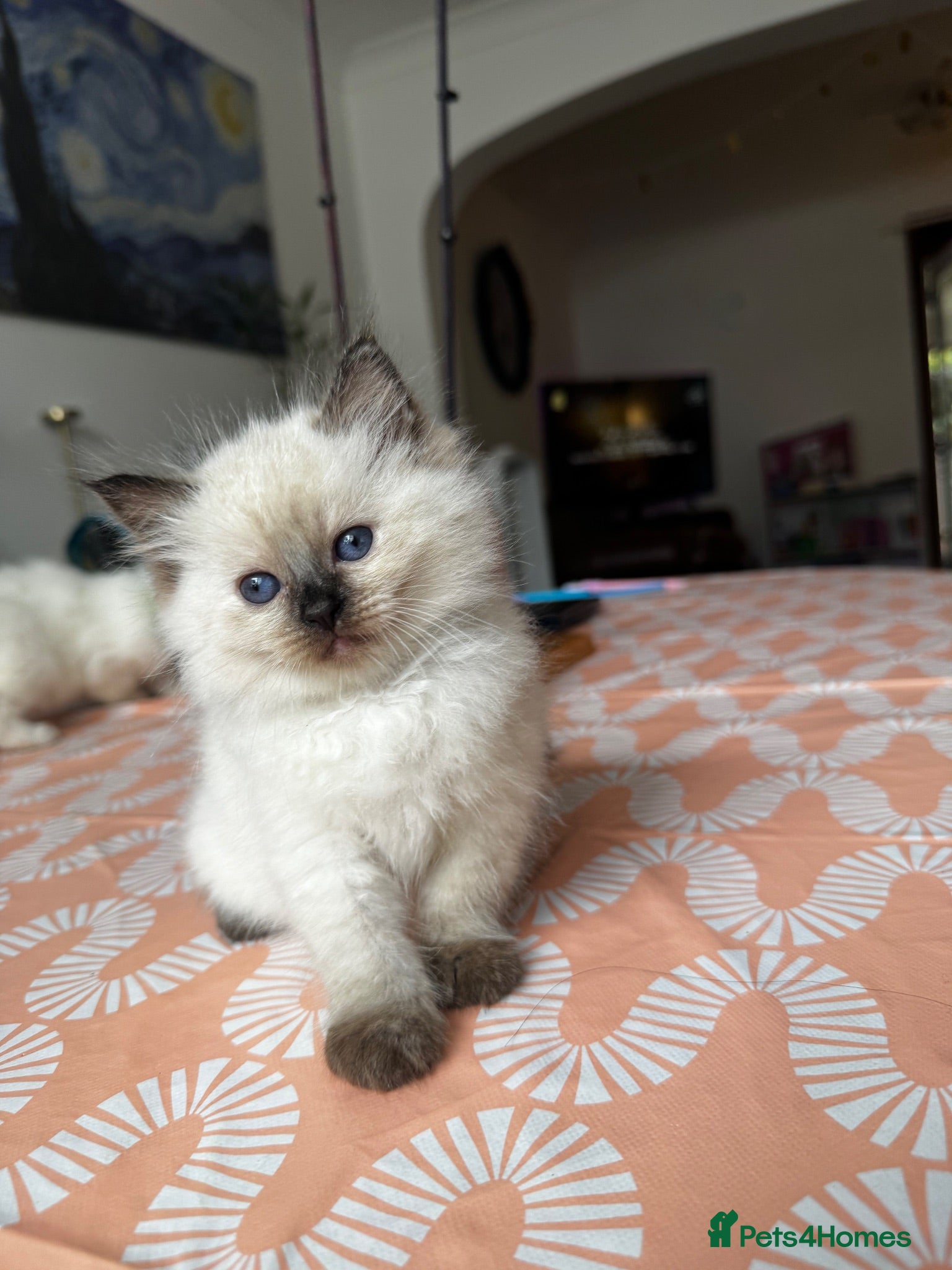 Ragdoll cats Beautiful Ragdoll Kittens Flame Point & tortie - Advert 18