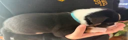 Mixed Breed dogs for sale: 🐾BULLDOG X BORDER COLLIE PUPPIES - Advert 28