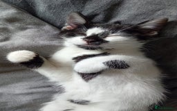Mixed Breed cats for sale: Female cat 6 months old - Image 2