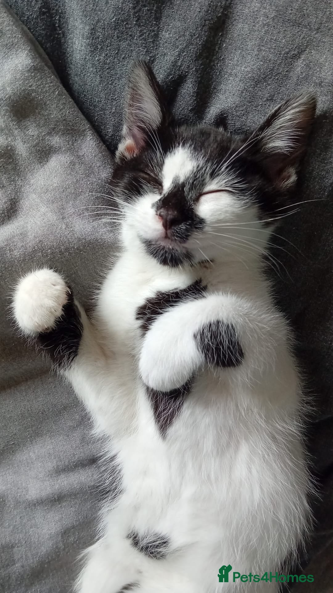 Mixed Breed cats for sale: Female cat 6 months old - Image 2