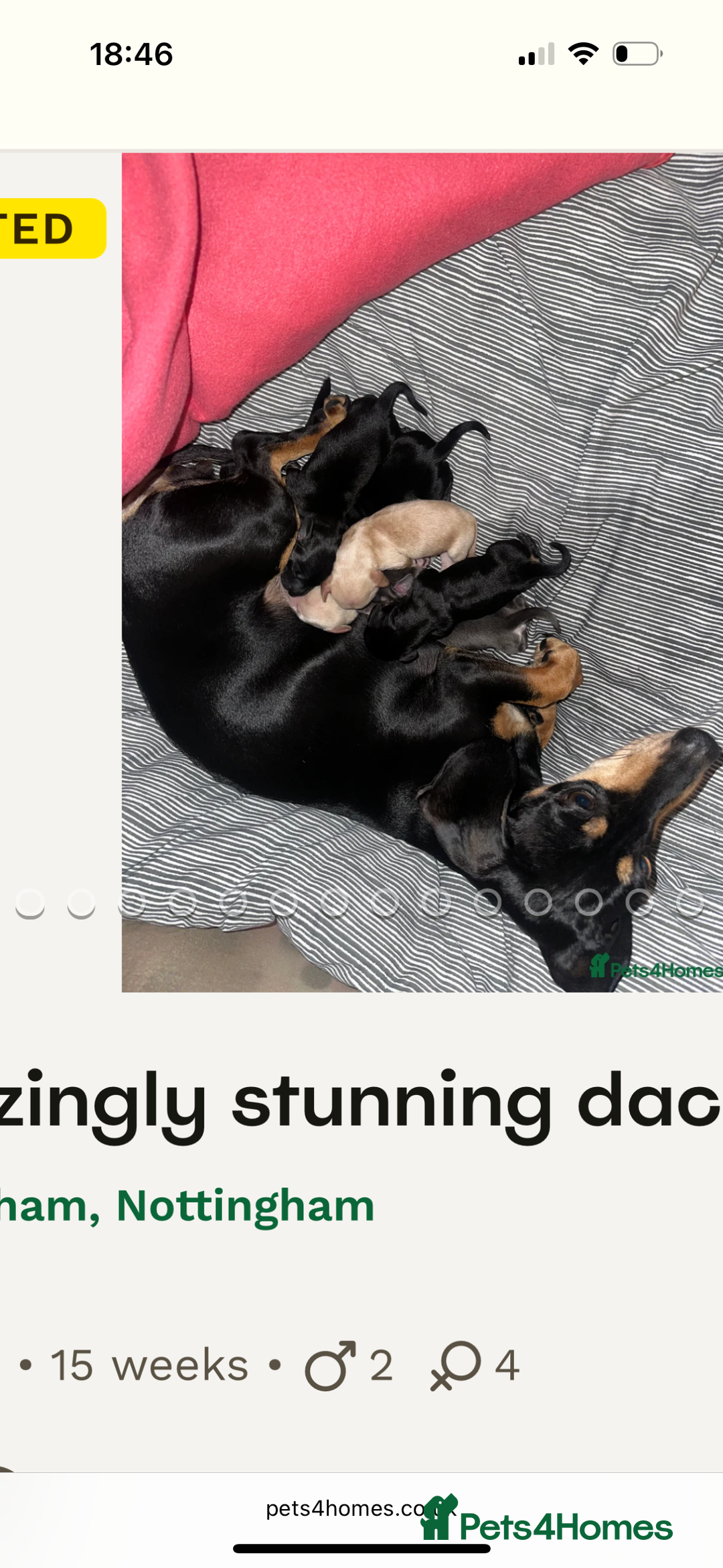 Dachshund dogs for sale: Blue & cream dachshund puppy - Image 4