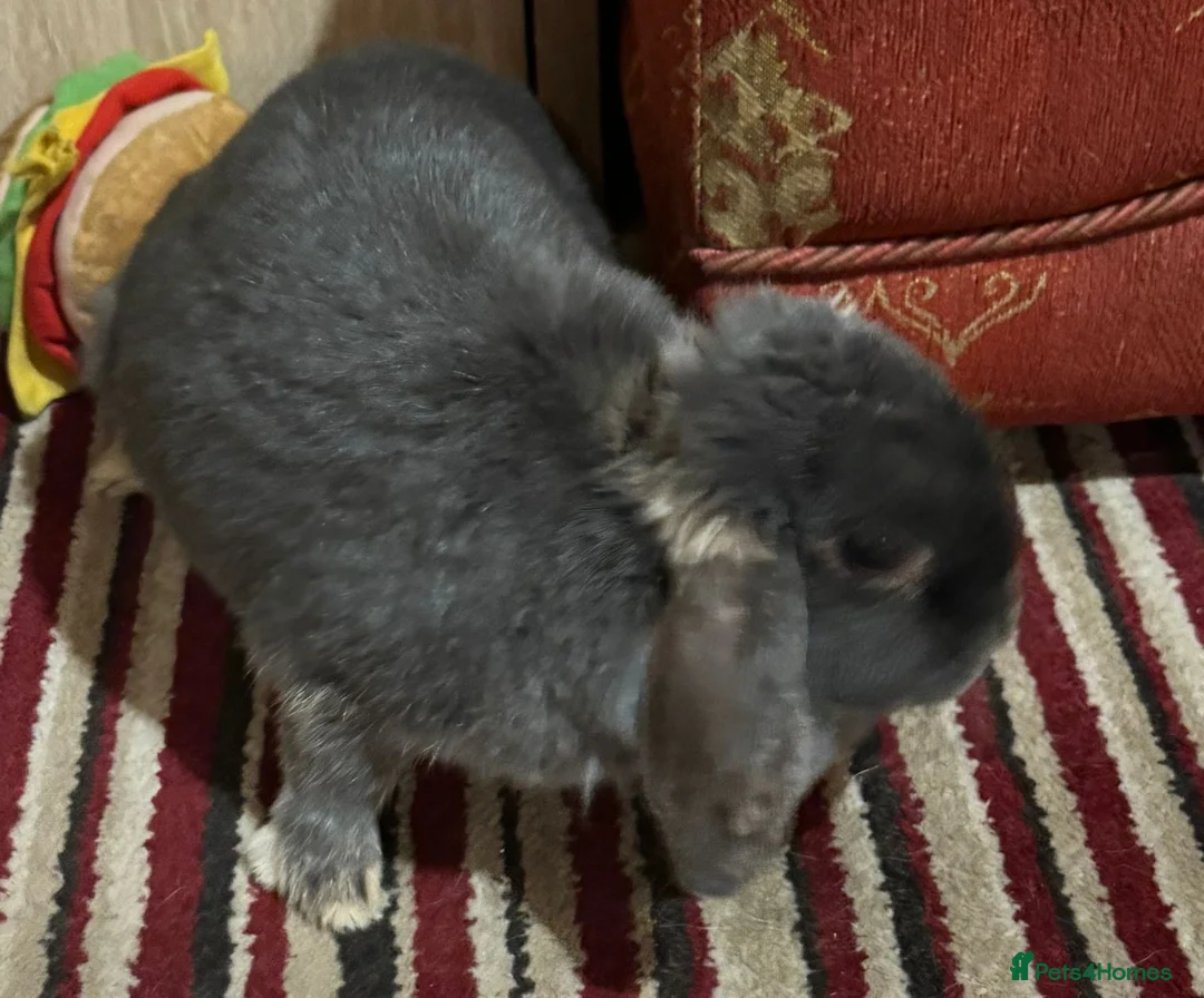 Dwarf Lop rabbits for sale: Lop Earred Rabbit in Gloucester - Advert 8