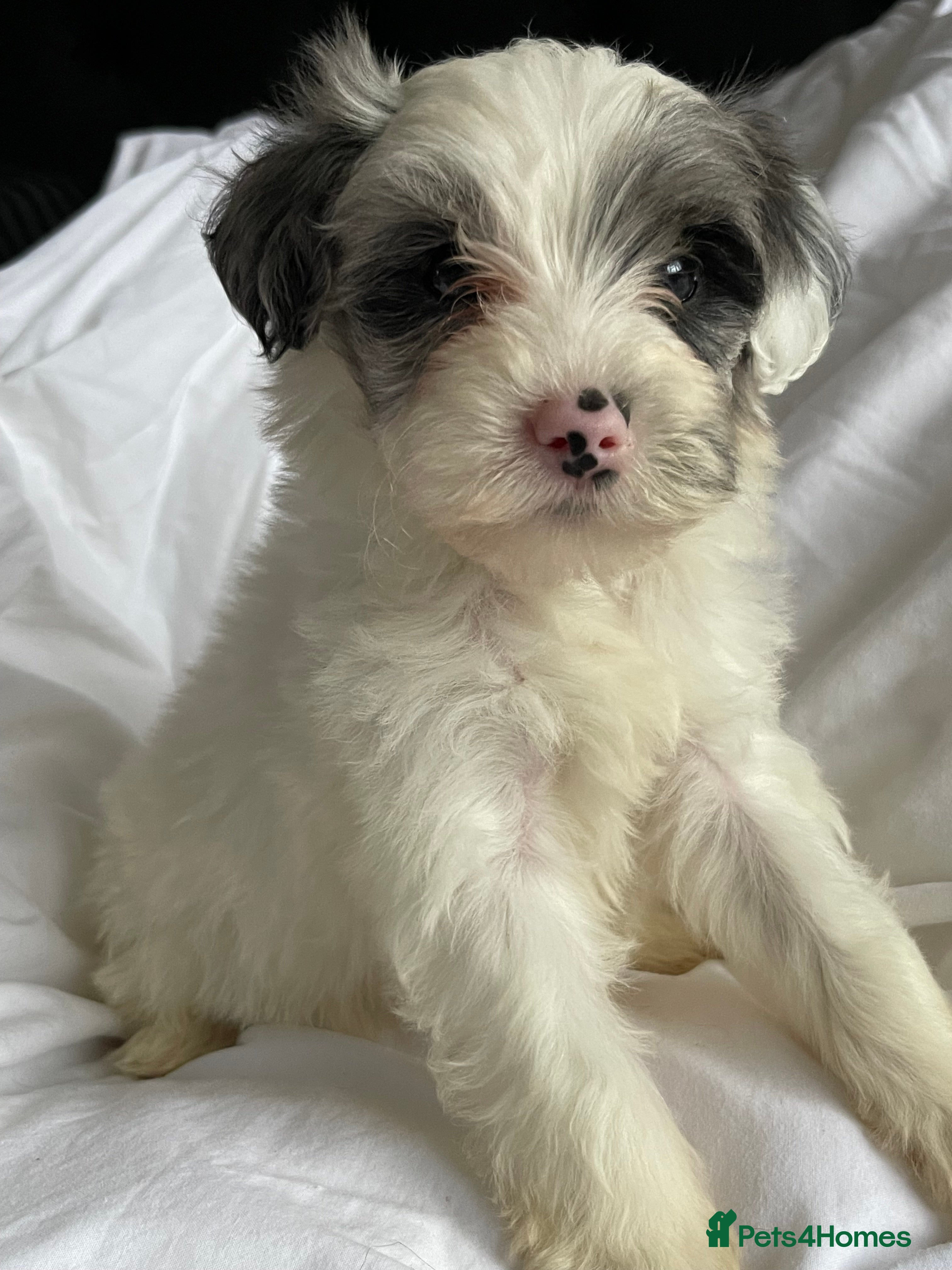 Yorkshire Terrier dogs Yorkshire terriers biewer  - Advert 1