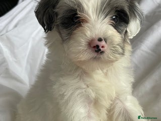 Yorkshire Terrier dogs Yorkshire terriers biewer - Advert 1