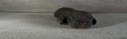 Miniature Dachshund dogs for sale: Quality Miniature Dachshunds - Advert 5