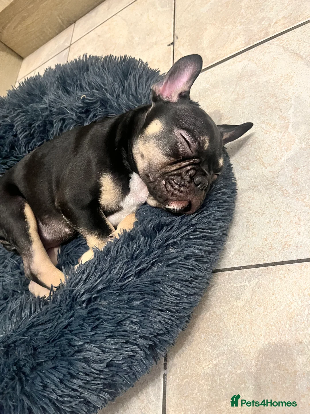 French Bulldog dogs for sale: 12 week old French bulldog male - Advert 2