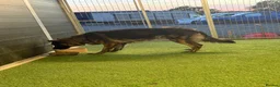German Shepherd dogs for sale: The perfect premade family Dog - Advert 4