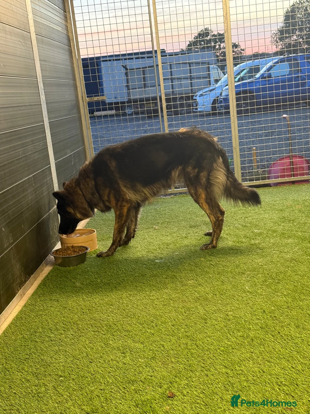 German Shepherd dogs for sale: The perfect premade family Dog - Advert 4