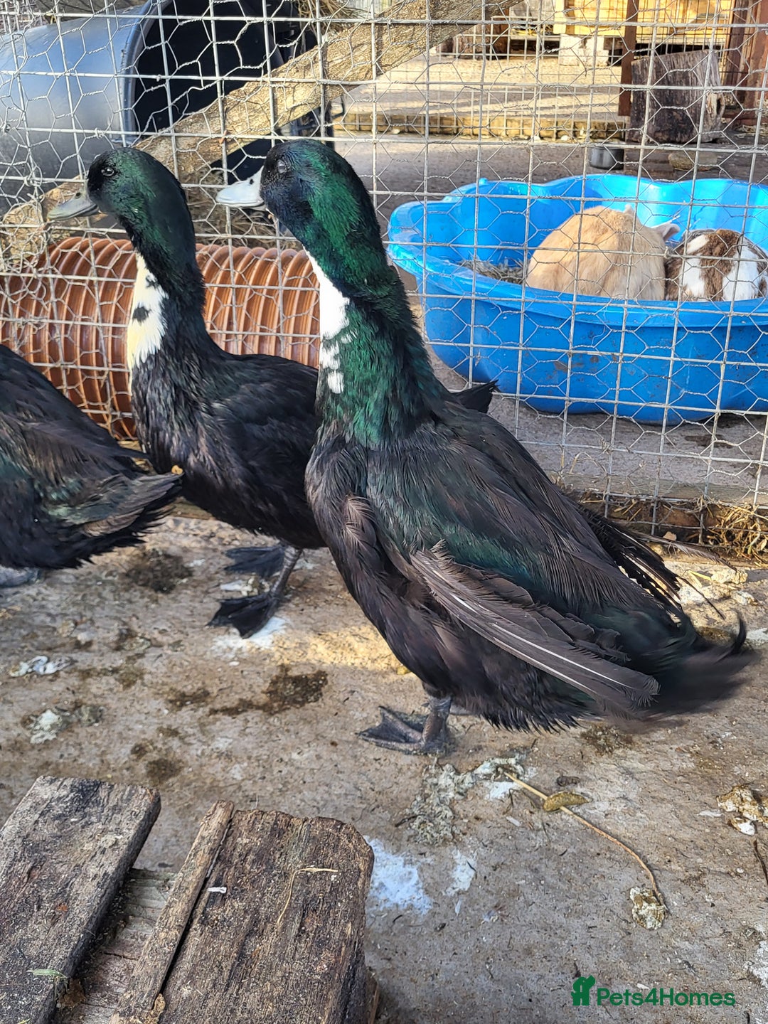 Ducks poultry for sale: 4 Shetland ducks  - Advert 6