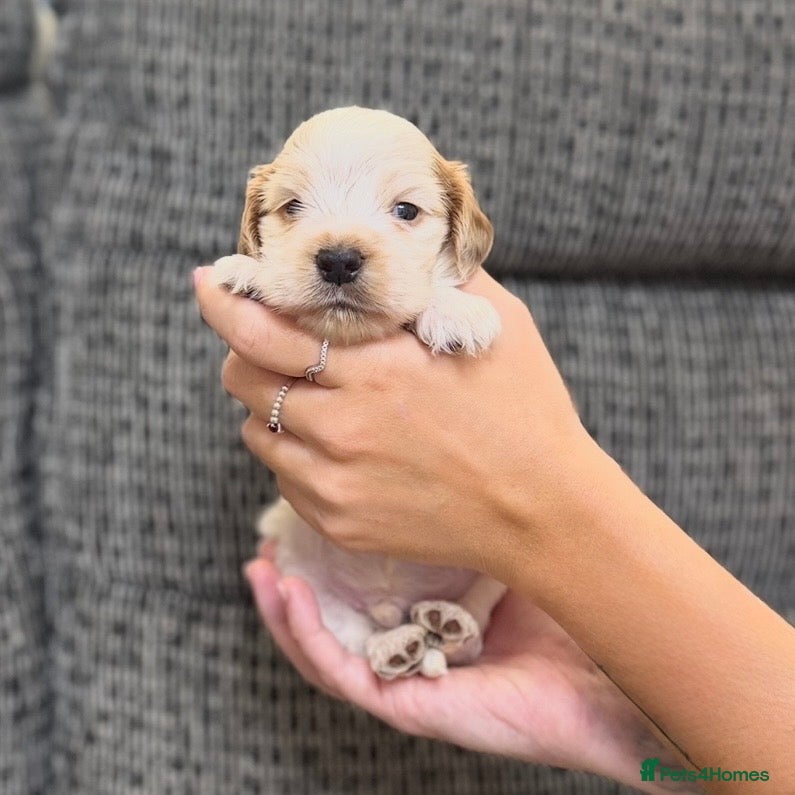 Cocker Spaniel dogs Show cocker spaniel pups extensively health tested - Advert 2