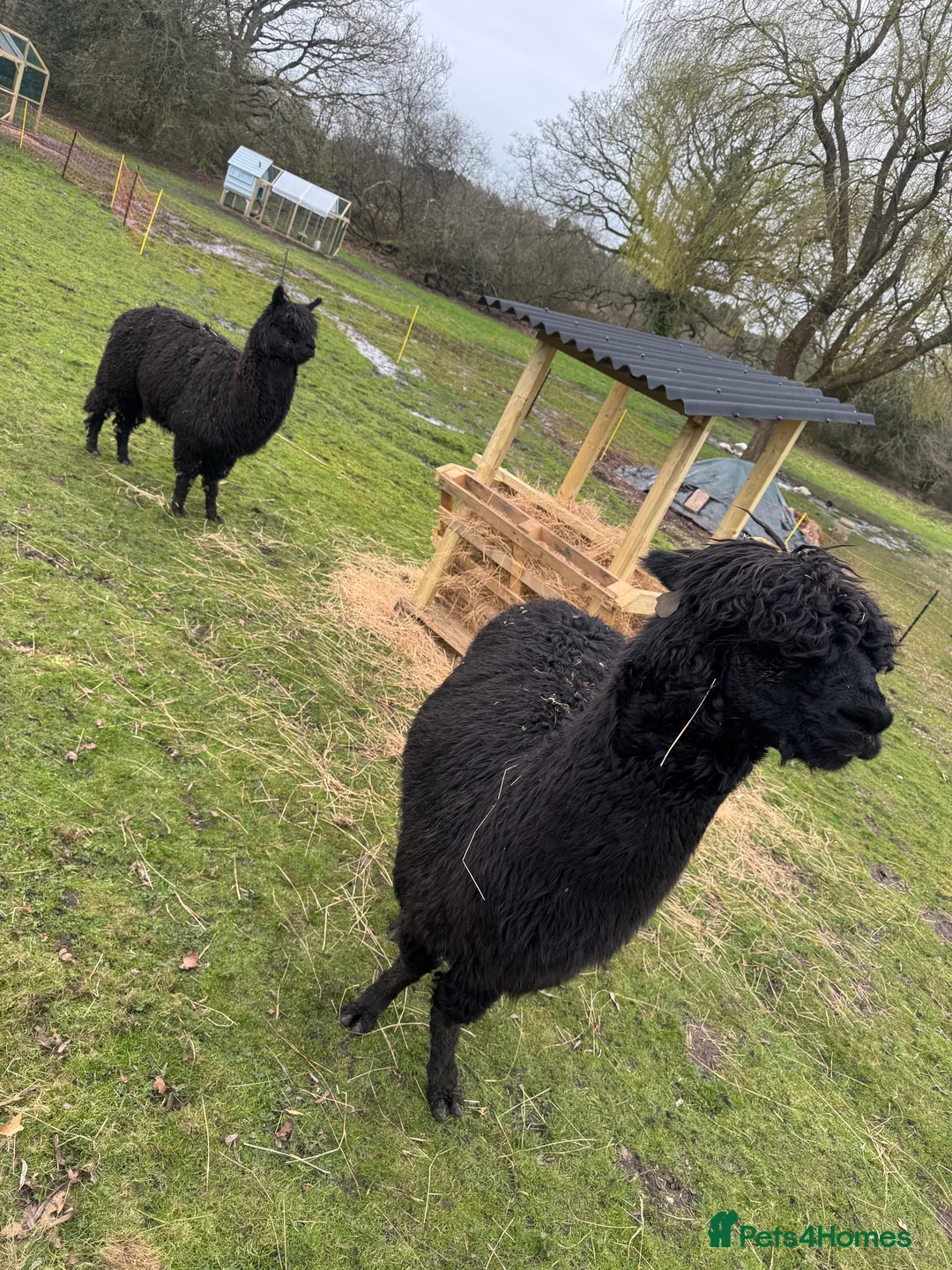 Alpaca livestock for sale: 2 alpacas for sale black - Advert 4