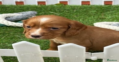 Cocker Spaniel dogs - Advert 11