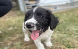 English Springer Spaniel dogs for sale: Working Springer Spaniels  - Image 4