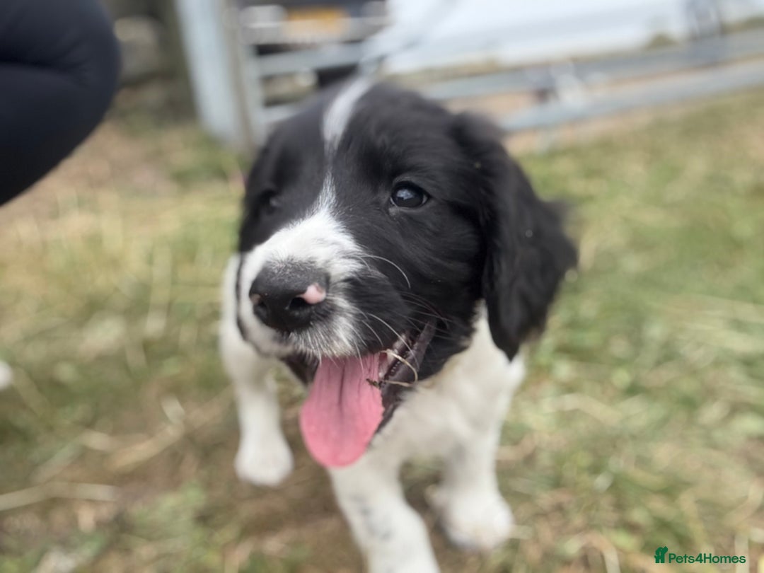 English Springer Spaniel dogs for sale: Working Springer Spaniels  - Image 4