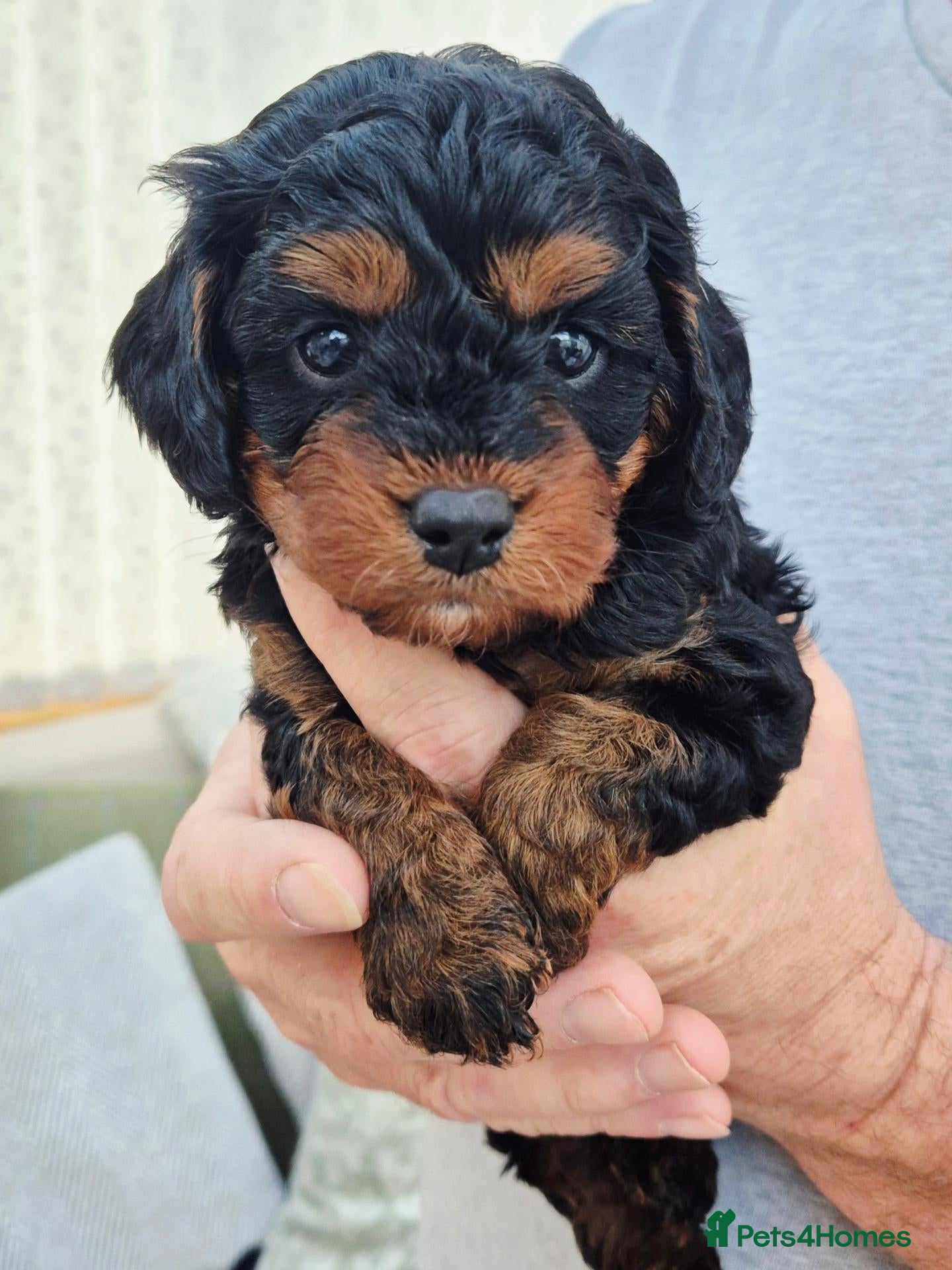 Cavapoo dogs Top quality Cavapoo pups from proven parents. - Advert 1