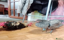 Chickens poultry for sale: FREE TO GOOD HOME - Image 1