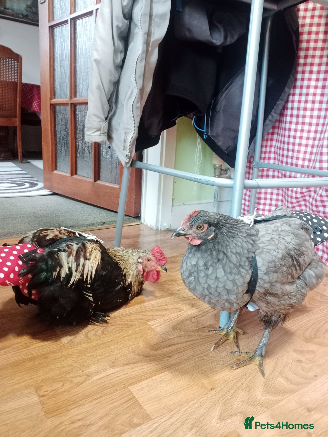 Chickens poultry for sale: FREE TO GOOD HOME - Image 1