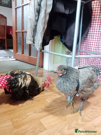 Chickens poultry - Advert 6