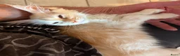 Maine Coon cats for sale: Maine Coon 3/4 Cross Kittens  - Advert 4