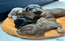 Dachshund dogs for sale: 5 stunning Dachshund puppies - Image 33