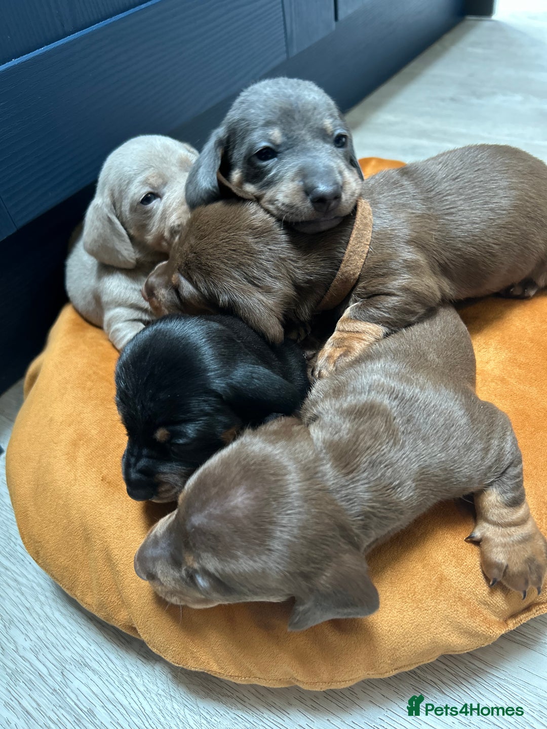 Dachshund dogs for sale: 5 stunning Dachshund puppies - Image 33