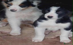 Mixed Breed dogs for sale: 2Males Beautiful puppies left out of 7 . - Image 2
