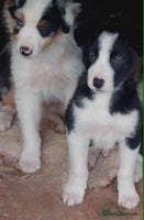 Mixed Breed dogs 2Males Beautiful puppies left out of 7 . - Advert 4