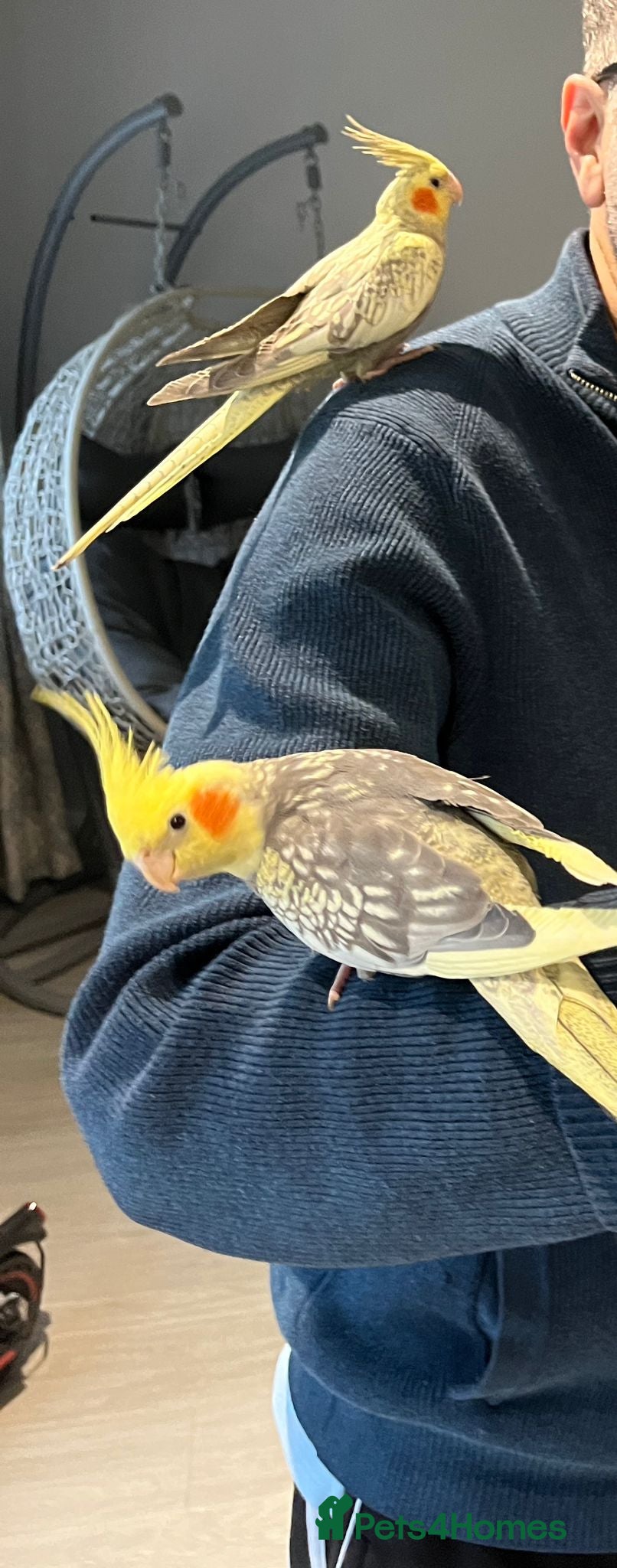 Cockatiels birds 9 month old semi tame pair Cockateils - Advert 4