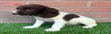 English Springer Spaniel 7