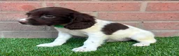 English Springer Spaniel dogs for sale: English springer spaniels puppies  - Advert 9
