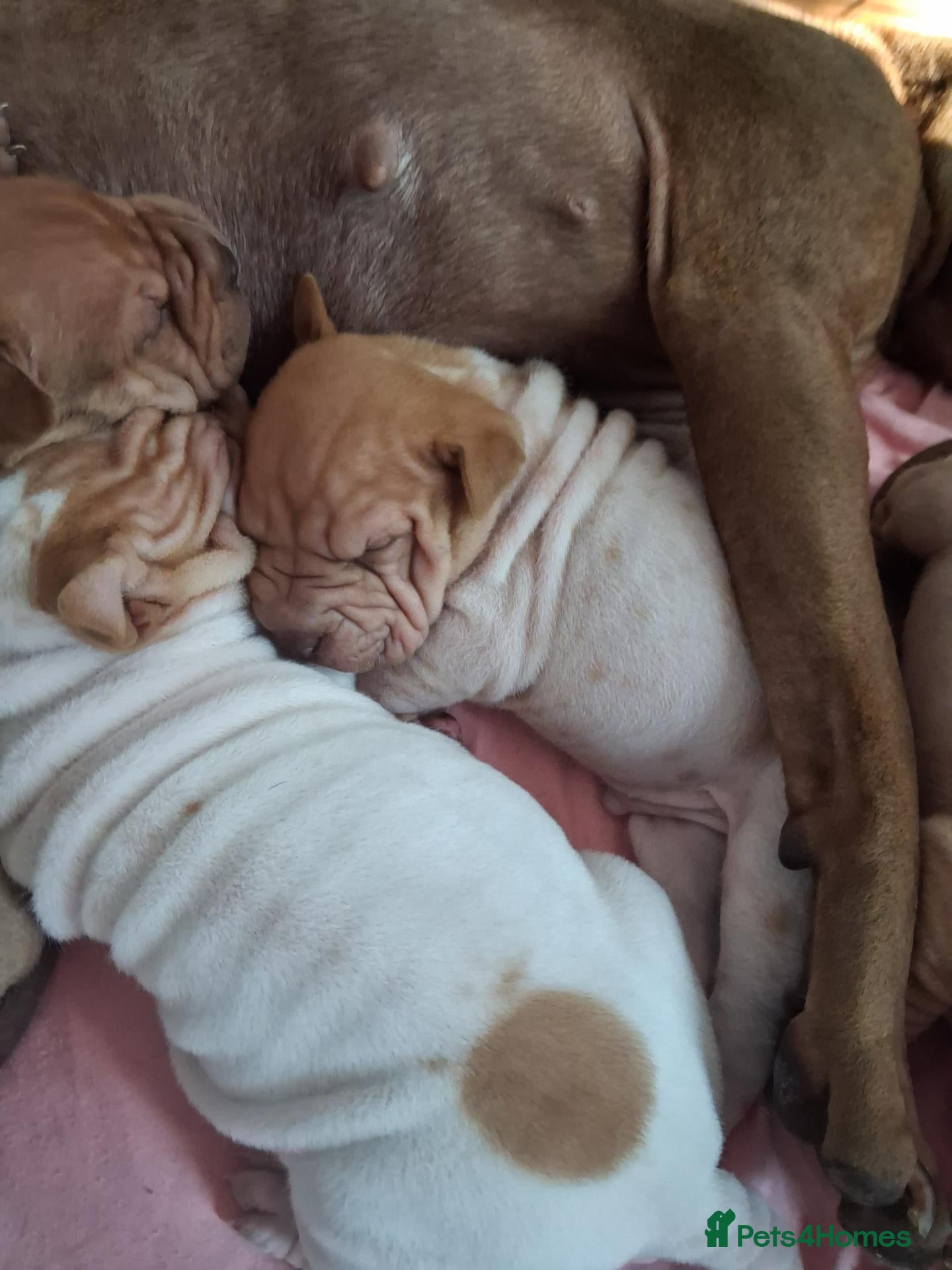 Shar Pei dogs Beautiful puppies ( shar pei) - Advert 3