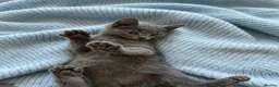 Russian Blue cats for sale: PURE PEDIGREE RUSSIAN BLUE KITTENS INSTAGRAM STARS - Advert 5