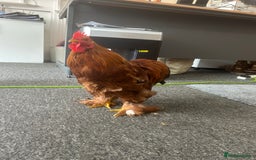 Chickens poultry for sale: Bantam cockerel looking for loving home!  - Image 1