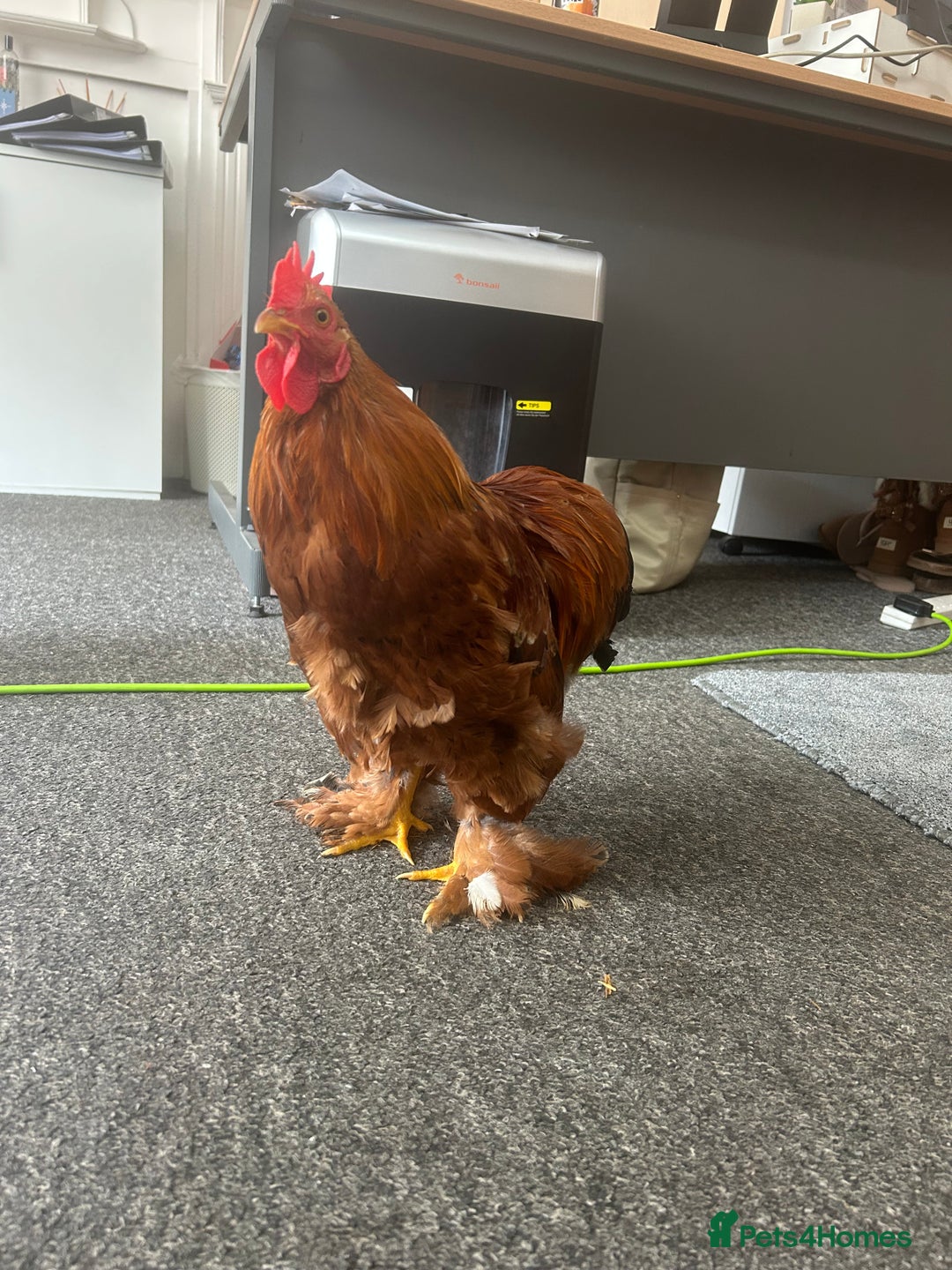 Chickens poultry for sale: Bantam cockerel looking for loving home!  - Image 1