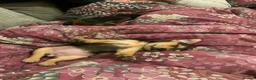 Jack Russell dogs for sale: Female Jack Russell  in Brierley Hill - Advert 5