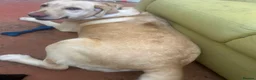 Labrador Retriever dogs for sale: Labrador Retriever - Emotional Support dog  - Advert 10