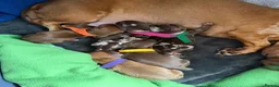 Miniature Dachshund dogs for sale: KC Reg Quality Miniature Dachshunds  in Driffield - Advert 12