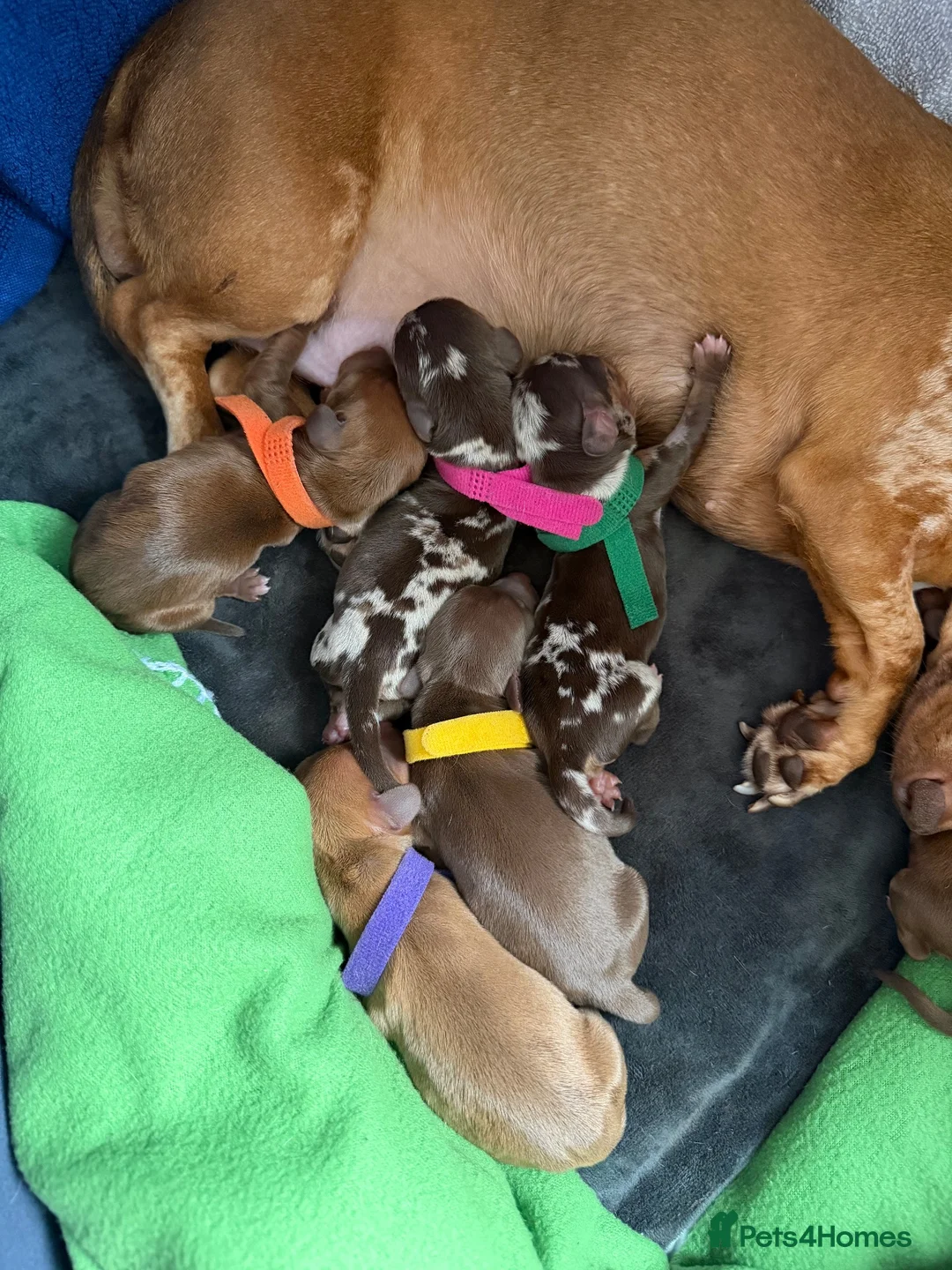 Miniature Dachshund dogs for sale: KC Reg Quality Miniature Dachshunds  in Driffield - Advert 12