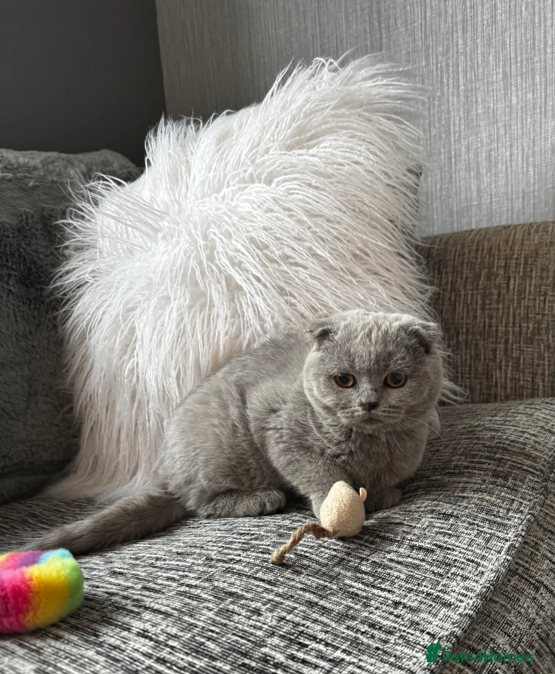 British Shorthair cats for sale: 1 left - Scottish Fold Blue Male Kitten - Advert 8