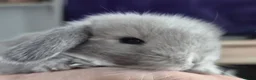 Mini Lop rabbits for sale: Beautifull  mini lops - Advert 4