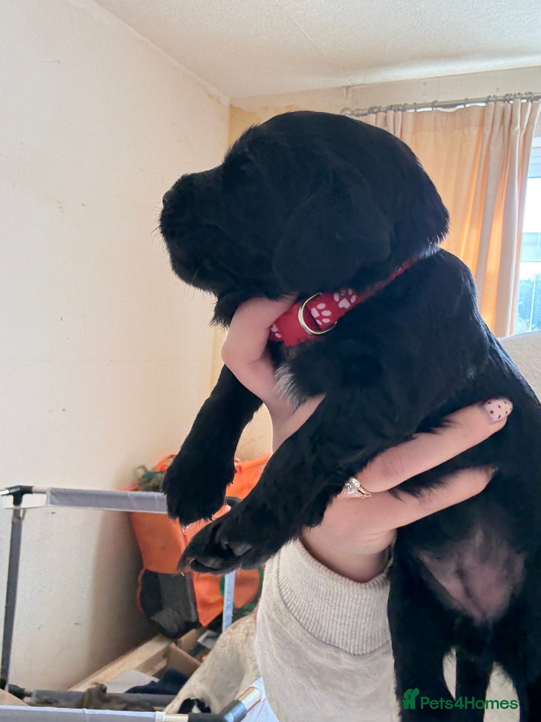 Cocker Spaniel dogs for sale: Working Cocker Spaniel Puppies  - Image 11