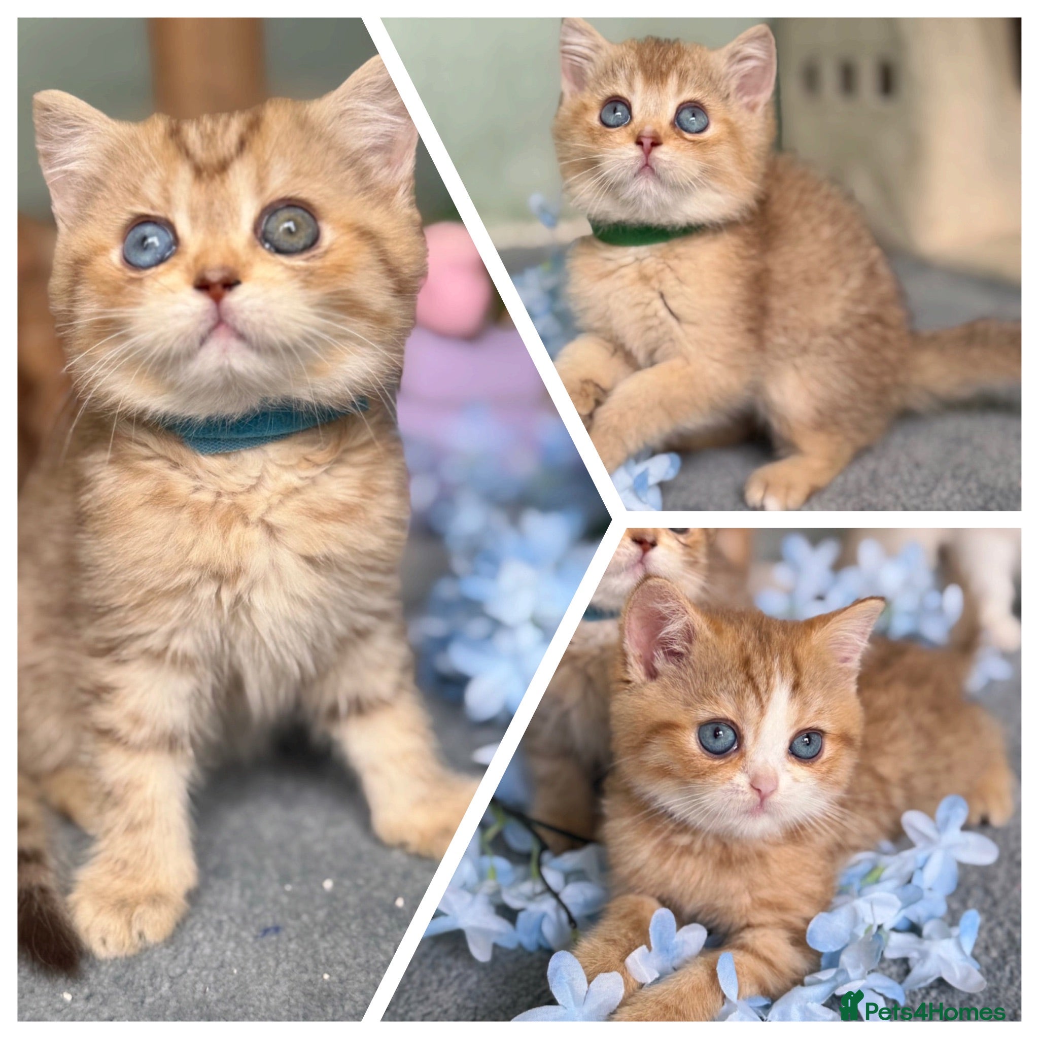 British Shorthair cats British sh odd/blue eyed adorable kittens GCCF  - Advert 18