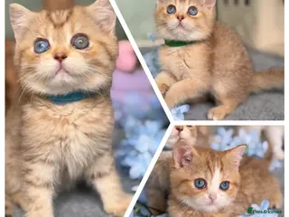 British Shorthair cats British sh odd/blue eyed adorable kittens GCCF - Advert 1